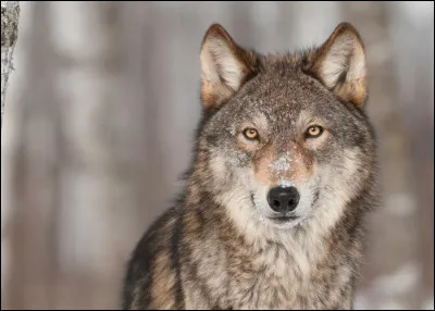 Quel est cet animal ?