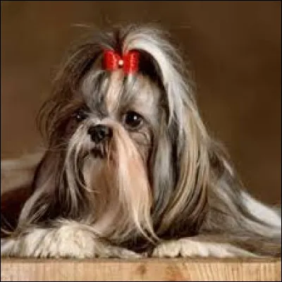 Quelle est la race de ce chien ?