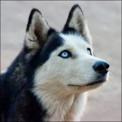 Quelle est la race de ce chien ?