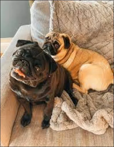 Comment s'appellent ses chiens ?