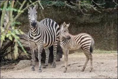 Comment se nomme le petit du zèbre ?