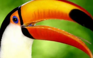 Quiz Animaux