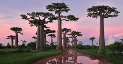 Lequel de ces arbres pousse principalement à Madagascar ?