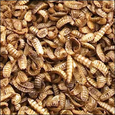 Comment appelle-t-on la larve des diptères ?