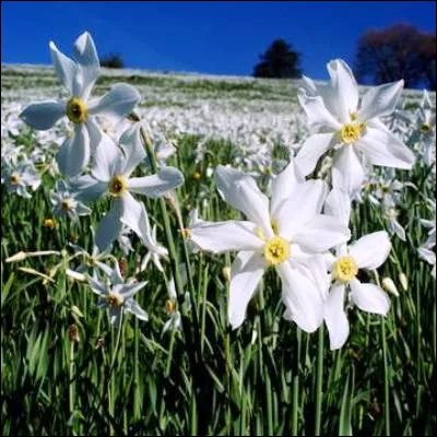 Laquelle de ces fleurs est un narcisse ?