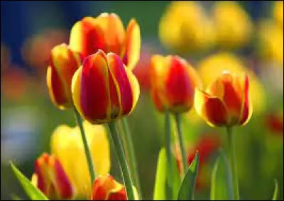 La partie souterraine de la tulipe est-elle toxique ?