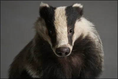 Le blaireau - Comment appelle-t-on le petit blaireau ?