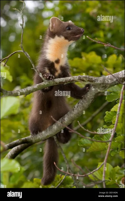 La martre des pins - Avec quel autre animal la martre des pins est-elle souvent confondue ?