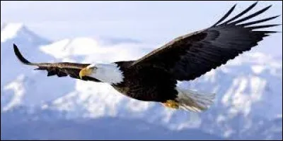 Lequel de ces animaux est un oiseau ?