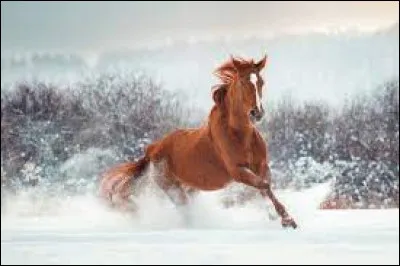 Quel animal est considéré comme le cheval du fleuve ?