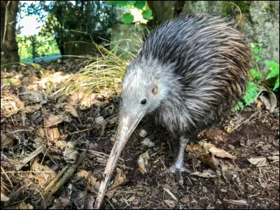 Cet oiseau nocturne porte le m&ecirc;me nom qu'un fruit. Lequel ?