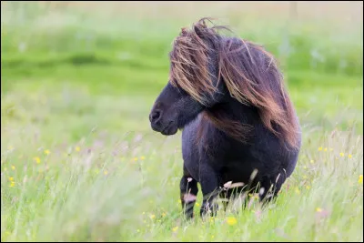 Au ... siècle, les shetlands étaient descendus dans les mines pour tirer les wagonnets de charbons.