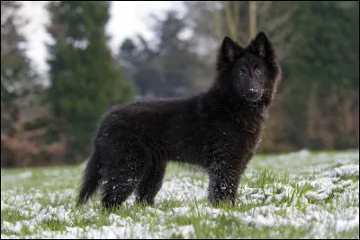 Ce grand ..., racé et élégant, descendrait, selon certains, des chiens de troupeau de l'Europe centrale. D'autres pensent à un croisement entres des races de mâtins locales et des Deerhounds importés d'Angleterre par des moines flamands au XIIIe siècle.