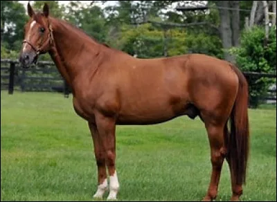 Quelle est cette race de cheval ?