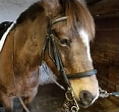 Quelle est cette muserolle ?