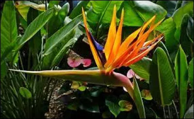 Sous quel autre nom est plus connue cette fleur appelée ''strelitzia'' ?