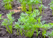 Quiz Quel est ce lgume dans le jardin ?