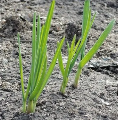 Je ressemble un peu au poireau mais je suis...