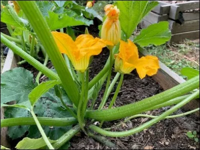 Je suis facile à cultiver et mes fleurs peuvent se manger en beignets. Que suis-je ?