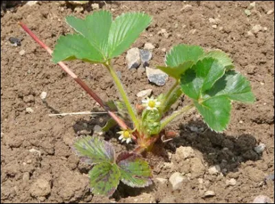 Je pousse au sol et mes fruits feront d'excellentes confitures. Que suis-je ?