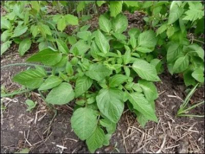 Je suis un féculent très présent dans la cuisine française. Que suis-je ?