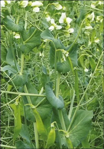 On en a souvent besoin chez soi. Quel est ce légume vert ?