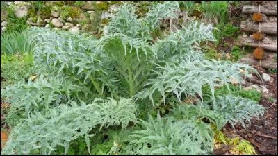 Ce légume peut être vert ou violet. Quel est ce plant à larges feuilles ?