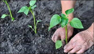 Je peux donner des légumes de toutes les couleurs : ils sont verts, rouges ou jaunes. Que suis-je ?