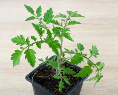 Si je dis Marmande ou cornue des Andes, à quel légume je fais référence ?