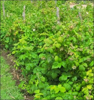 Je suis un arbuste donnant des fruits parfumés et je pousse en haie serrée. Je suis un...