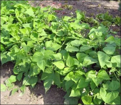 Mes petites fleurs blanches ou violettes vont bientôt donner des...