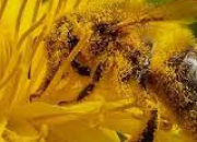 Quiz La pollinisation (1)