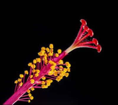 Qu'est-ce que le pistil ?