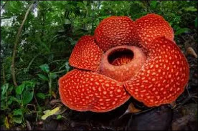 Selon lui, quels insectes devaient venir polliniser cette fleur ?