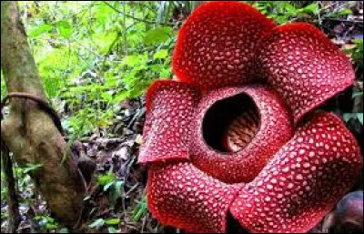 Parmi ces réponses, laquelle ne joue aucun rôle dans l'attraction d'insectes pollinisateurs de la Rafflesia ?