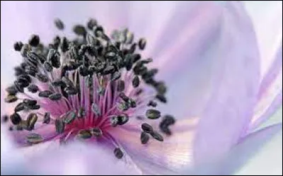 Qu'est-ce que l'étamine ?