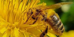 Quiz Nature, cologie