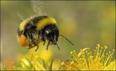 Combien y a-t-il de types d'abeilles ?