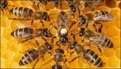 La reine est l'un de ces types.