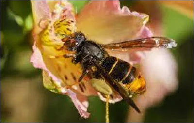 Le frelon est l'un de ces types.