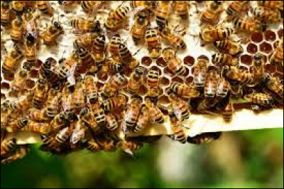 Quelle particularité concernant les abeilles ouvrières est vraie ?