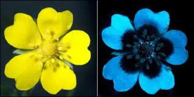 Quelle vision les abeilles possèdent-elles ?