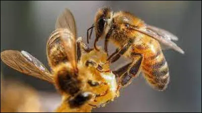 L'abeille est reconnue comme le meilleur pollinisateur.