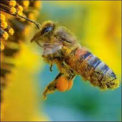 Combien de grains de pollen peuvent-elles stocker sur une seule patte ?