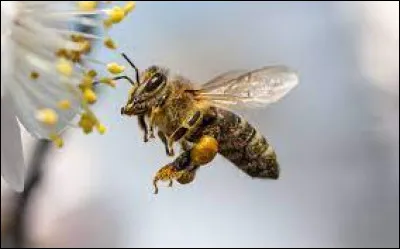 Plus les abeilles butinent, plus les fruits seront de bonne qualité et en bonne quantité.