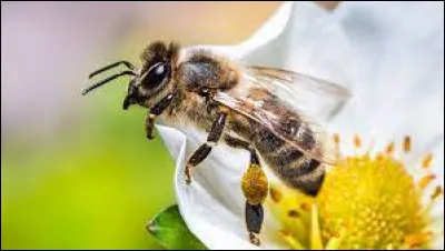 L'abeille est le seul insecte pollinisateur en France.