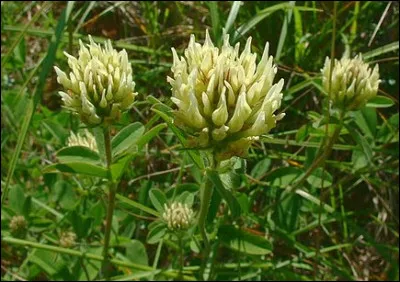 Le kerne était un soldat de l'infanterie...