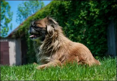 Quelle est cette race de chien ?
