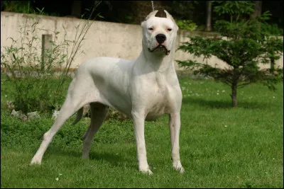 Quelle est cette race de chien ?