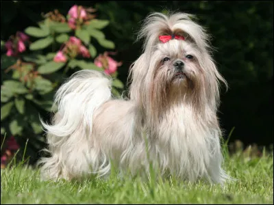 Quelle est cette race de chien ?